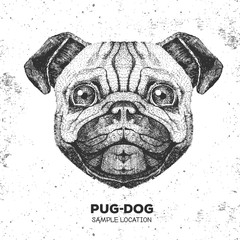 Retro Hipster animal pug-dog. Hand drawing Muzzle of pug-dog