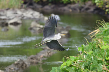 gray heron