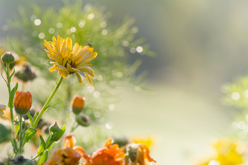Wildblumen im Morgentau