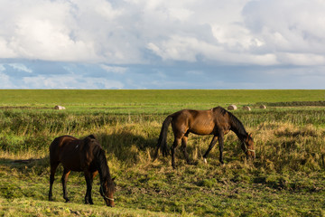 Fototapeta na wymiar Pferde vor Nordseedeich