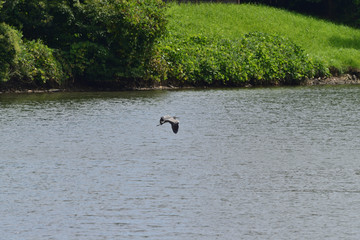 gray heron