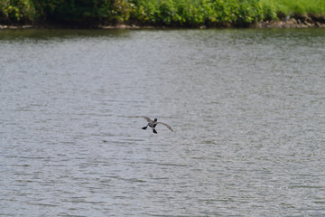 cormorant