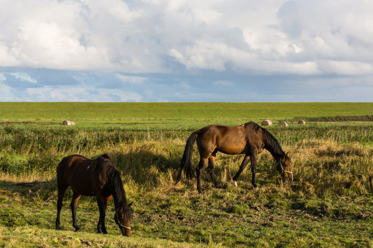 Pferde vor Nordseedeich