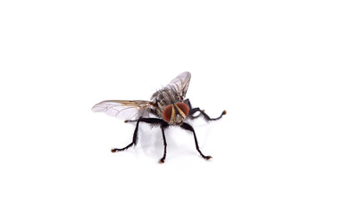 fly isolated on a white background