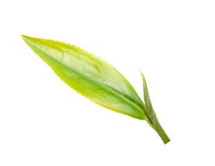 Fototapeta premium green tea leaf isolated on white background