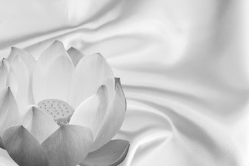  fleur de lotus sur tissu de satin , noir et blanc