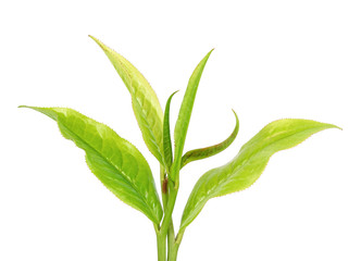 Fototapeta na wymiar Tea leaf isolated on the white background