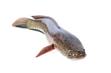 Snakehead fish isolated on white background