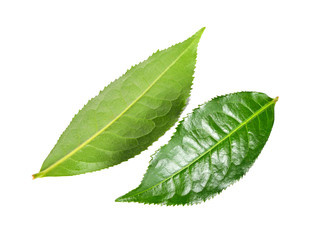 Obraz premium Tea leaf isolated on the white background