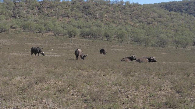 A Group Of Buffalo Grazing In A Field Near Savannah Hill