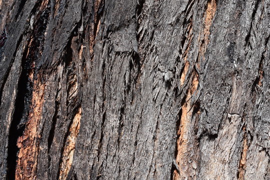 Eucalyptus bark texture