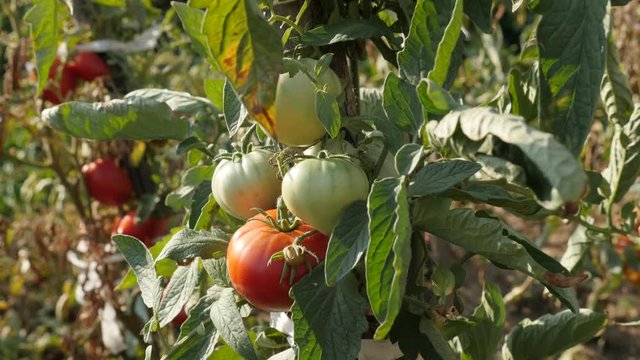 Fresh red and green garden tomato footage - Clusters of Solanum lycopersicum organic fruit video 