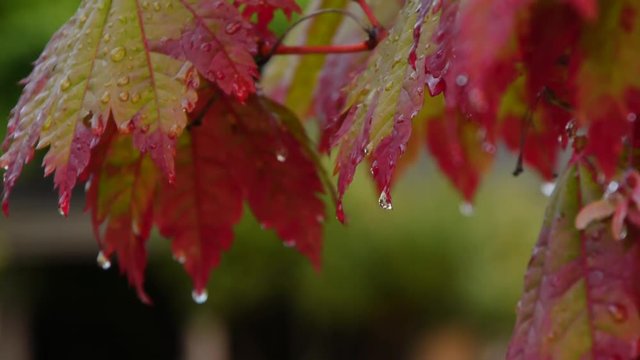 秋雨に濡れた紅葉