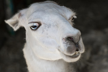 Obraz premium Portrait of a white llama with big eyes in a zoo. Closeup, selective focus