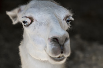 Portrait of a white llama with big eyes in a zoo. Closeup, selective focus