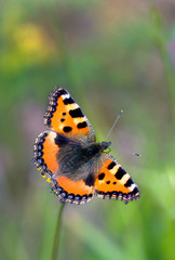 Kleine Fuchs (Aglais urticae)