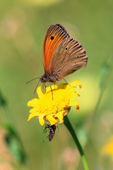 Kleiner Heufalter, Kleine Wiesenvögelchen (Coenonympha pamphilus) sitzt auf gelber Blüte