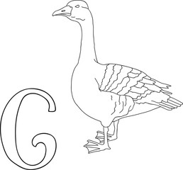Vector hand drawn illustration capital letter G on alphabet card. Black and white realistic goose isolated. Kids ABC, school education. Coloring page for children.