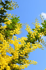 Fototapeta premium 青空とアカシアの花、クローズアップ