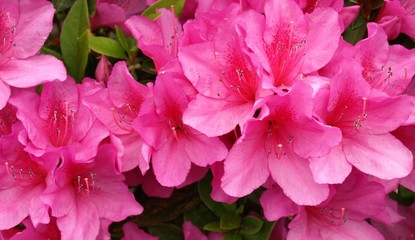 ピンクのアザレア、クローズアップ