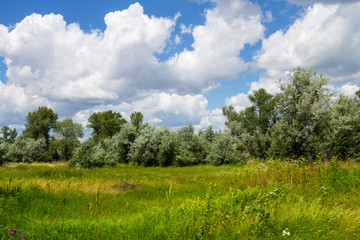 Summer landscape with green trees, meadow and blue sky