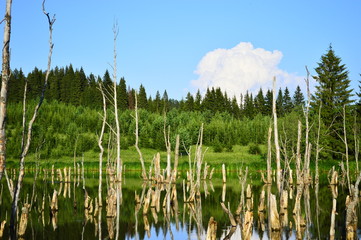 Засохшие деревья в пруду