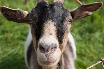 Fototapeta premium Ziegen