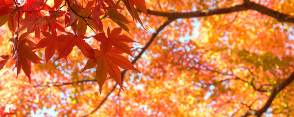 Autumn Japanese maple tree background with copyspace