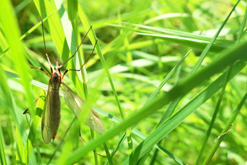 large mosquito