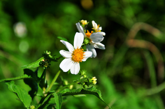 Spanish needle - wild white flowers