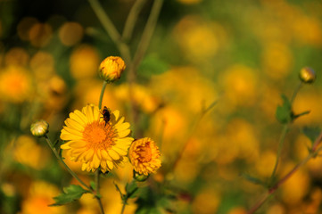 Chrysanthemum flowers , focused on the bee, mostly blur at the flowers, blurry background in direct sunlight - afternoon time