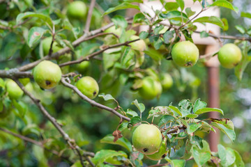 green apples ripen on a tree