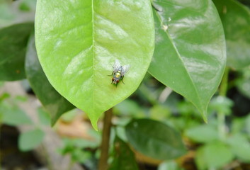 oriental fruit fly hanging on leaf in garden