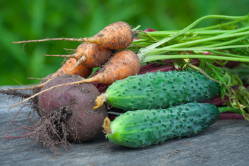Vegetable harvest from the garden: cucumber beets carrots