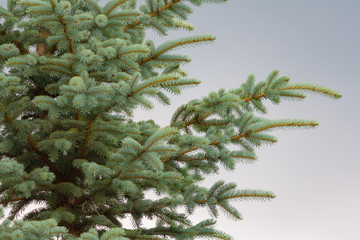 Closeup view of a blue spruce branches