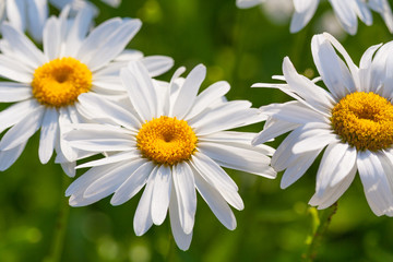 Field of chamomiles (closeup)