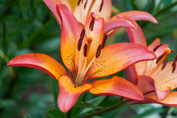 Closeup view of a Daylily flower