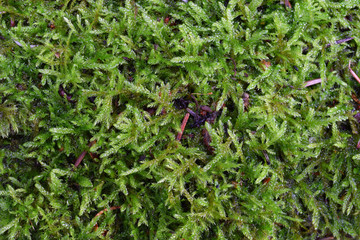 Close up of moss for nature texture.