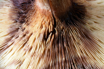 Fototapeta premium Detail of mushroom as abstract background.