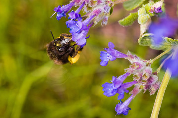 insect 