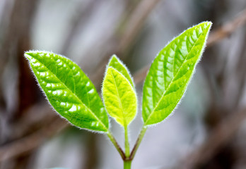 Young leaves sprouting in spring