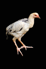 White chicken with black background