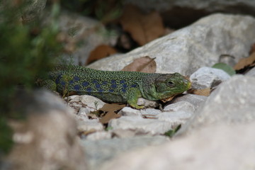 Lucertola ocellata