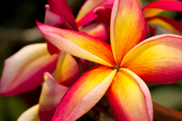 Rainbow Frangipani Flower