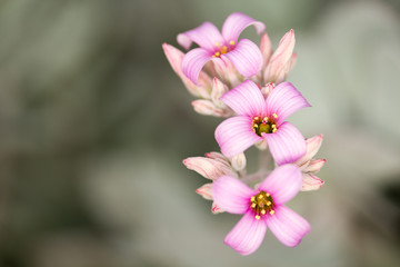 Fototapeta na wymiar Pink Madagascan Kalanchoe Floral Blooms