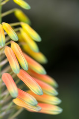 Fan Aloe Flower Bud Cluster