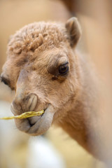 Fototapeta premium a small camel chews hay, soft focus