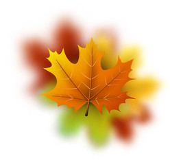 Autumn background with maple leaf.