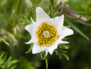 flower - spring - makro