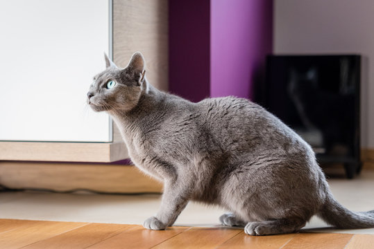 Rusian blue cat